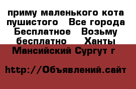 приму маленького кота пушистого - Все города Бесплатное » Возьму бесплатно   . Ханты-Мансийский,Сургут г.